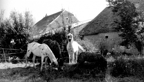 Photo noir et blanc de chevaux, Haute-Saône